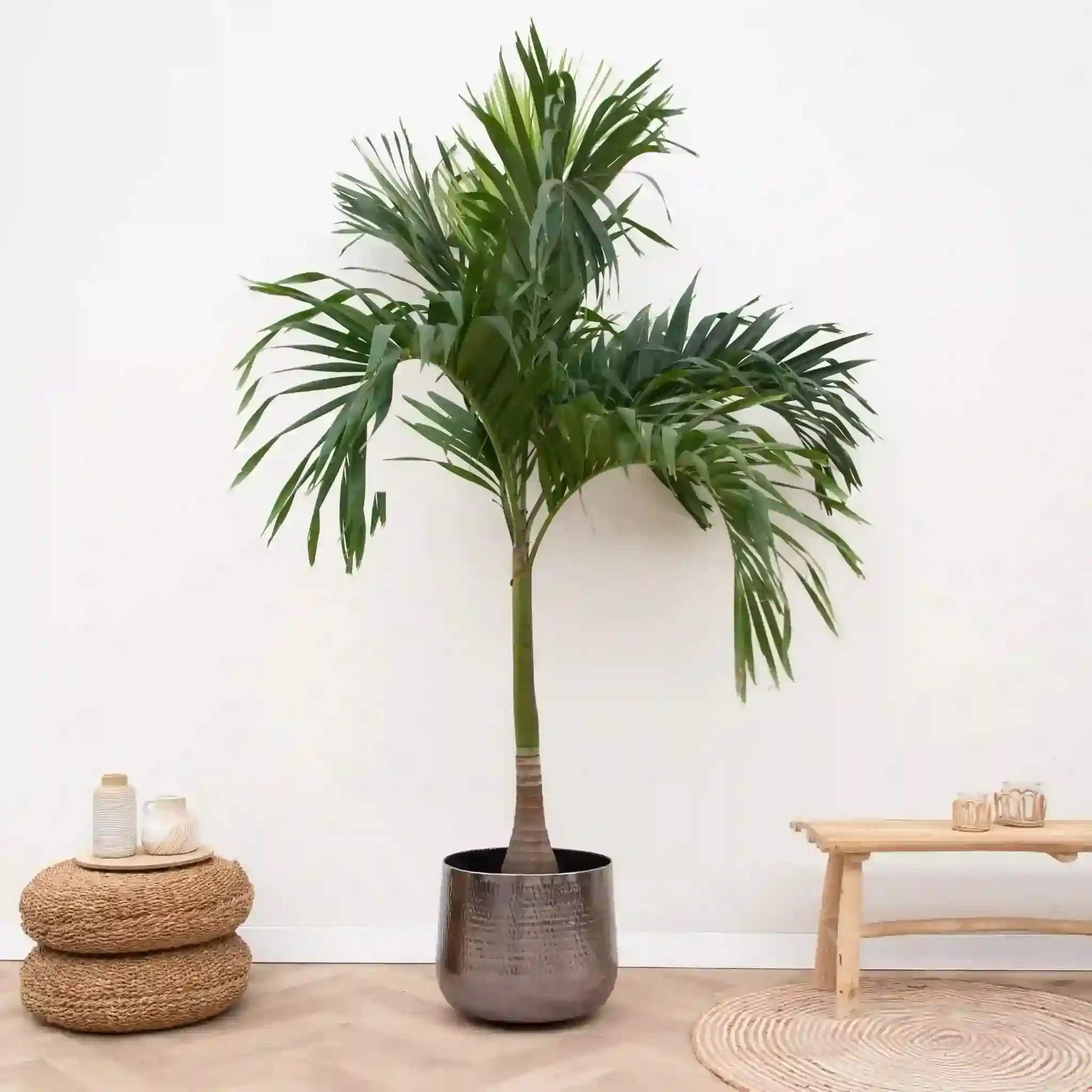 Vichia Palm 2121 (વિચિયા પામ)